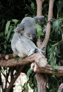 The famous koala!