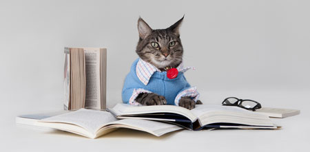 Fun image of cat attempting to read written English